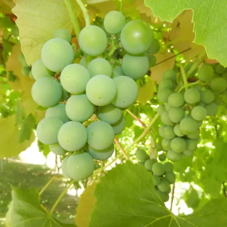 Urlaub Fuer Seele - Erholung Pur In Der - Mit Infrarotkabine & Relax-raum * Rucmanci