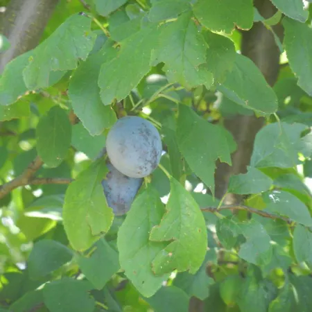 Lejlighed Urlaub Fuer Seele - Erholung Pur In Der - Mit Infrarotkabine & Relax-raum