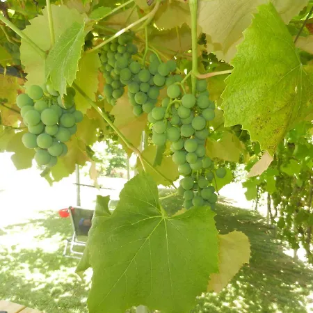 Lejlighed Urlaub Fuer Seele - Erholung Pur In Der - Mit Infrarotkabine & Relax-raum