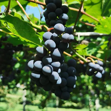 Urlaub Fuer Seele - Erholung Pur In Der - Mit Infrarotkabine & Relax-raum *