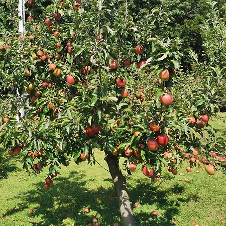 Apartman Urlaub Fuer Seele - Erholung Pur In Der - Mit Infrarotkabine & Relax-raum *