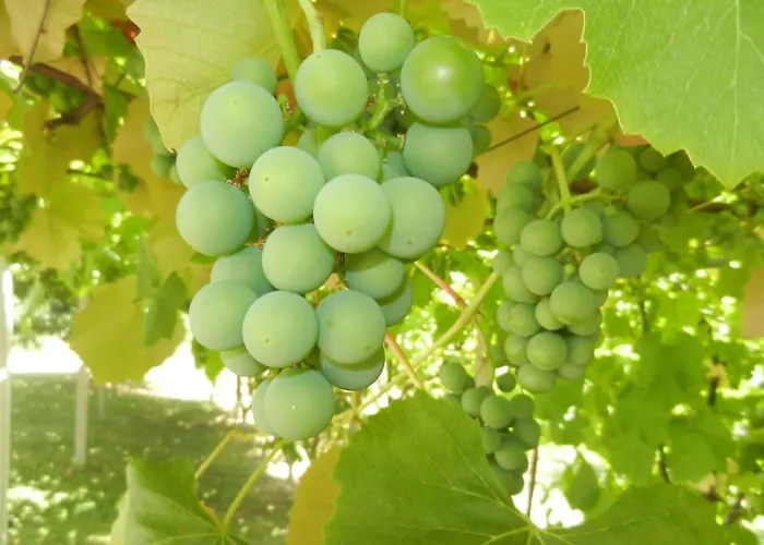 Urlaub Fuer Seele - Erholung Pur In Der - Mit Infrarotkabine & Relax-raum * Rucmanci