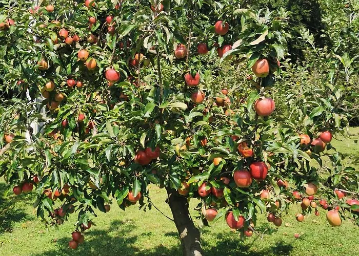 شقة Urlaub Fuer Seele - Erholung Pur In Der - Mit Infrarotkabine & Relax-raum *